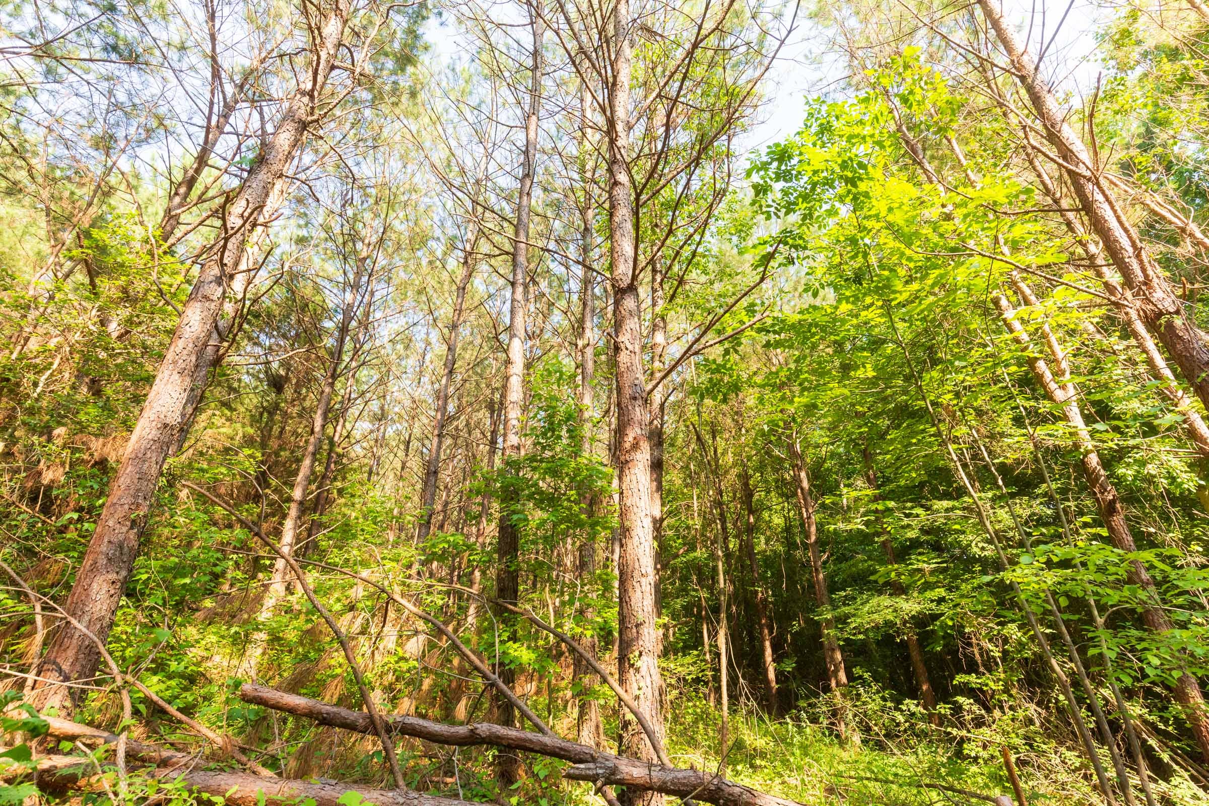 Whiskey Ridge Tract 97 photo 10