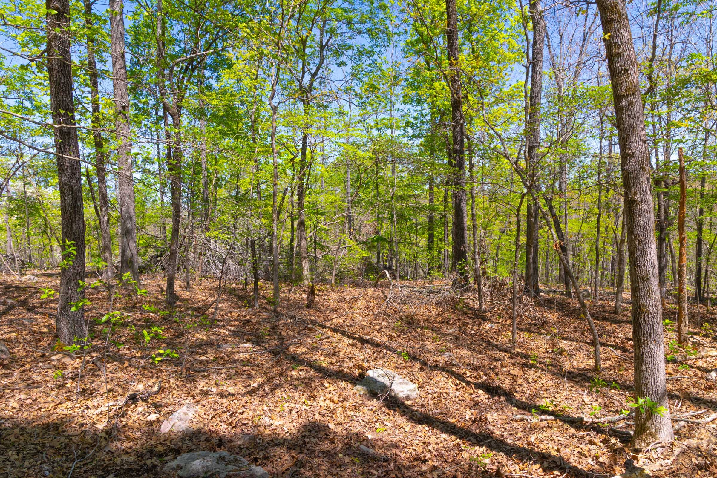 Lazybrook Tract 15 photo 4