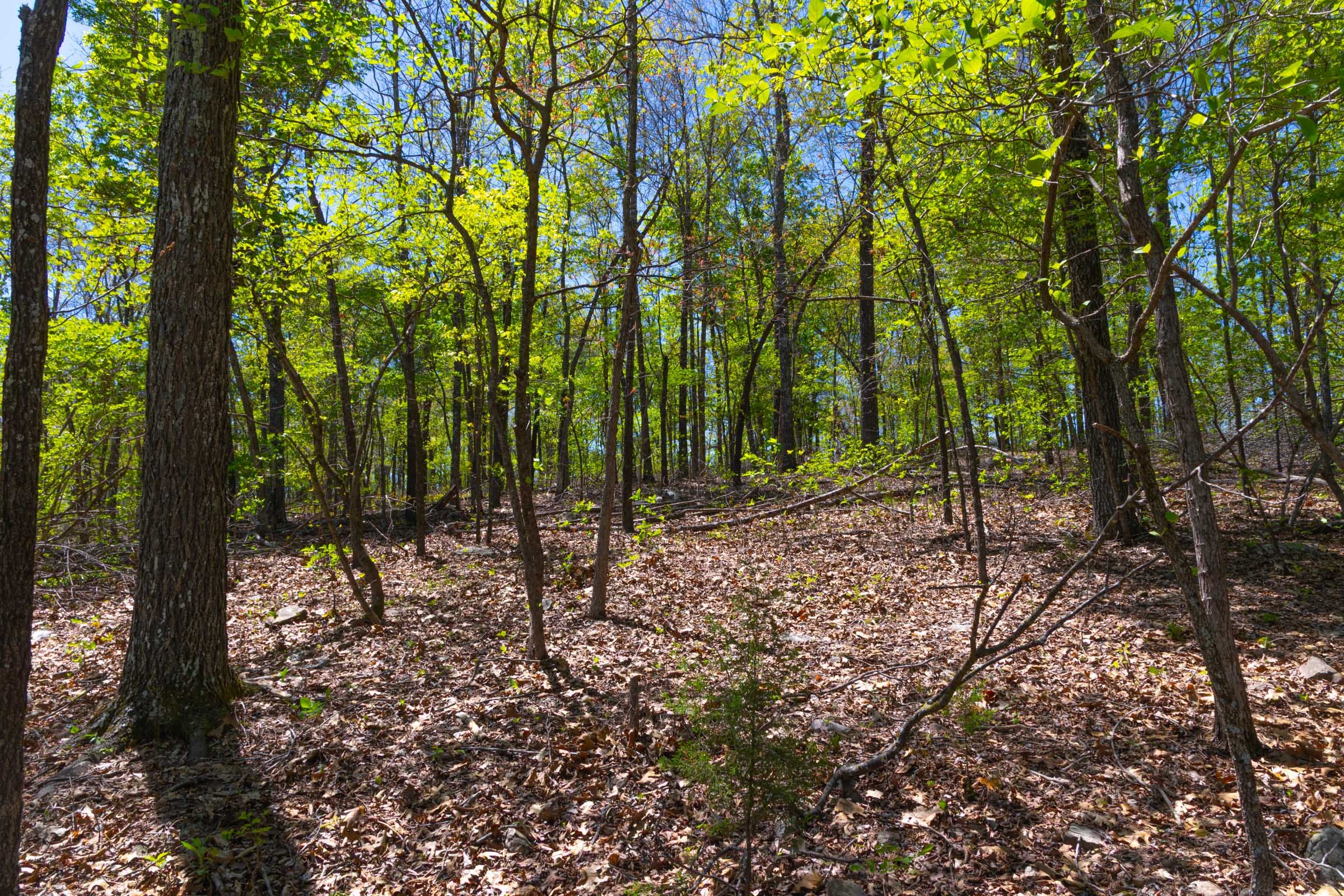 Lazybrook Tract 15 photo 7