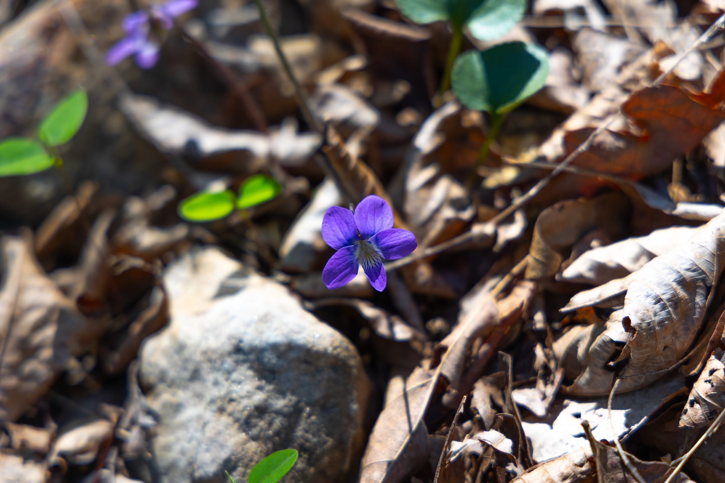 Lazybrook Tract 15 photo 8