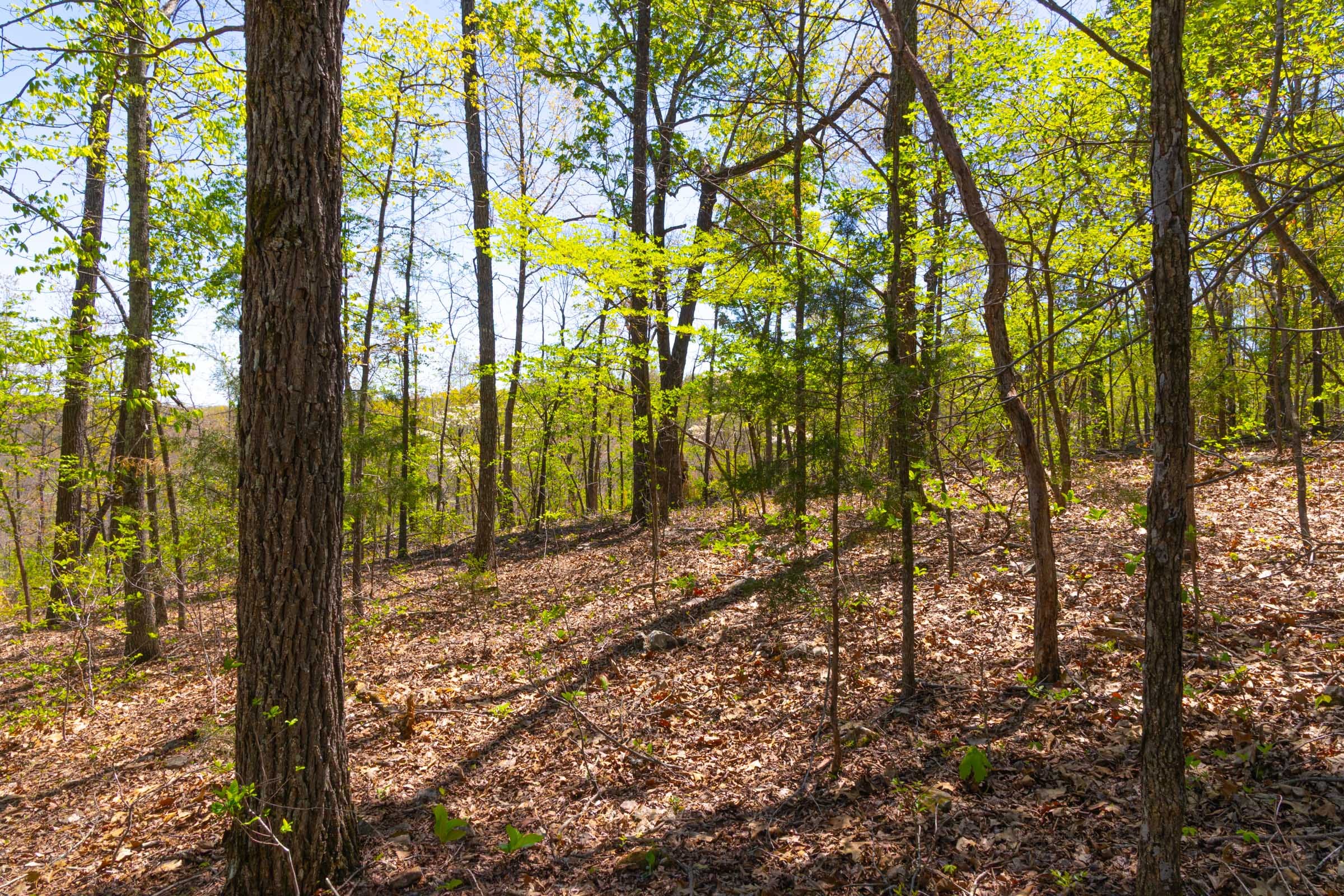 Lazybrook Tract 15 photo 11