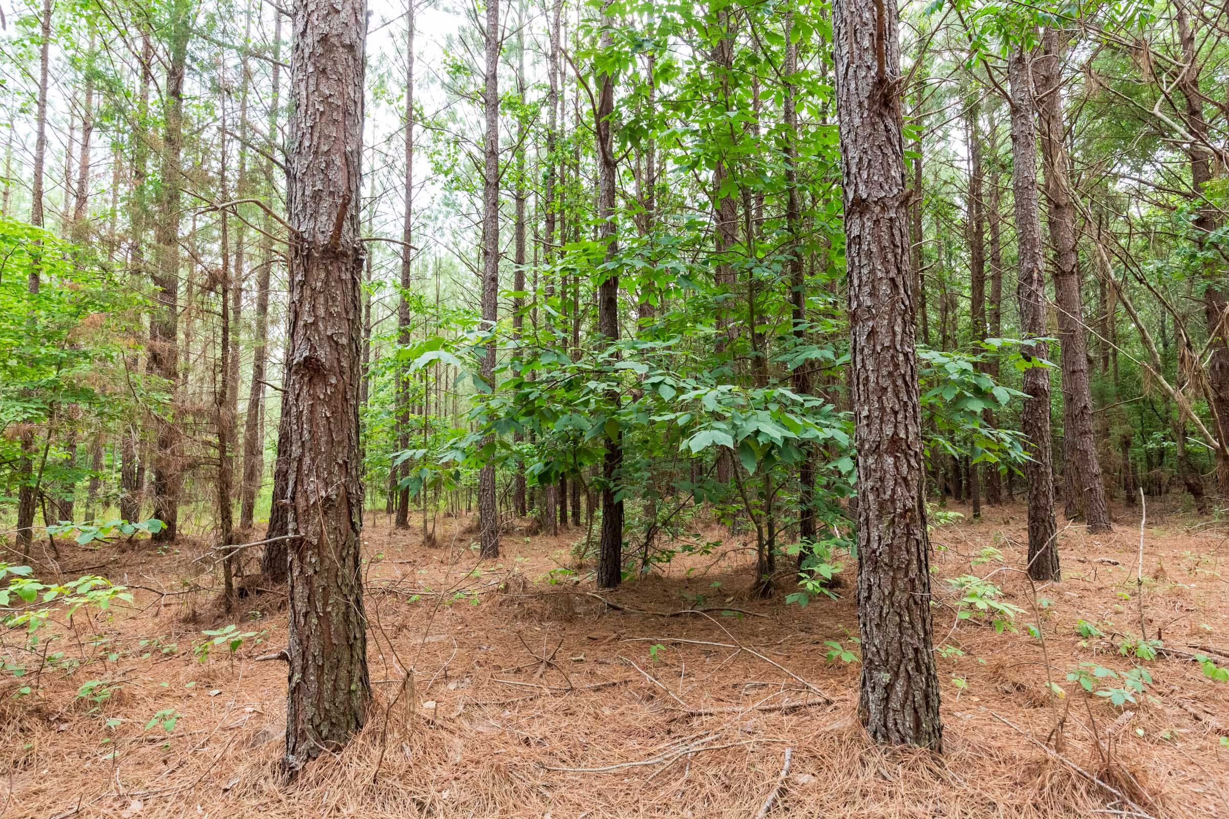 Whiskey Ridge Tract 86 photo 2