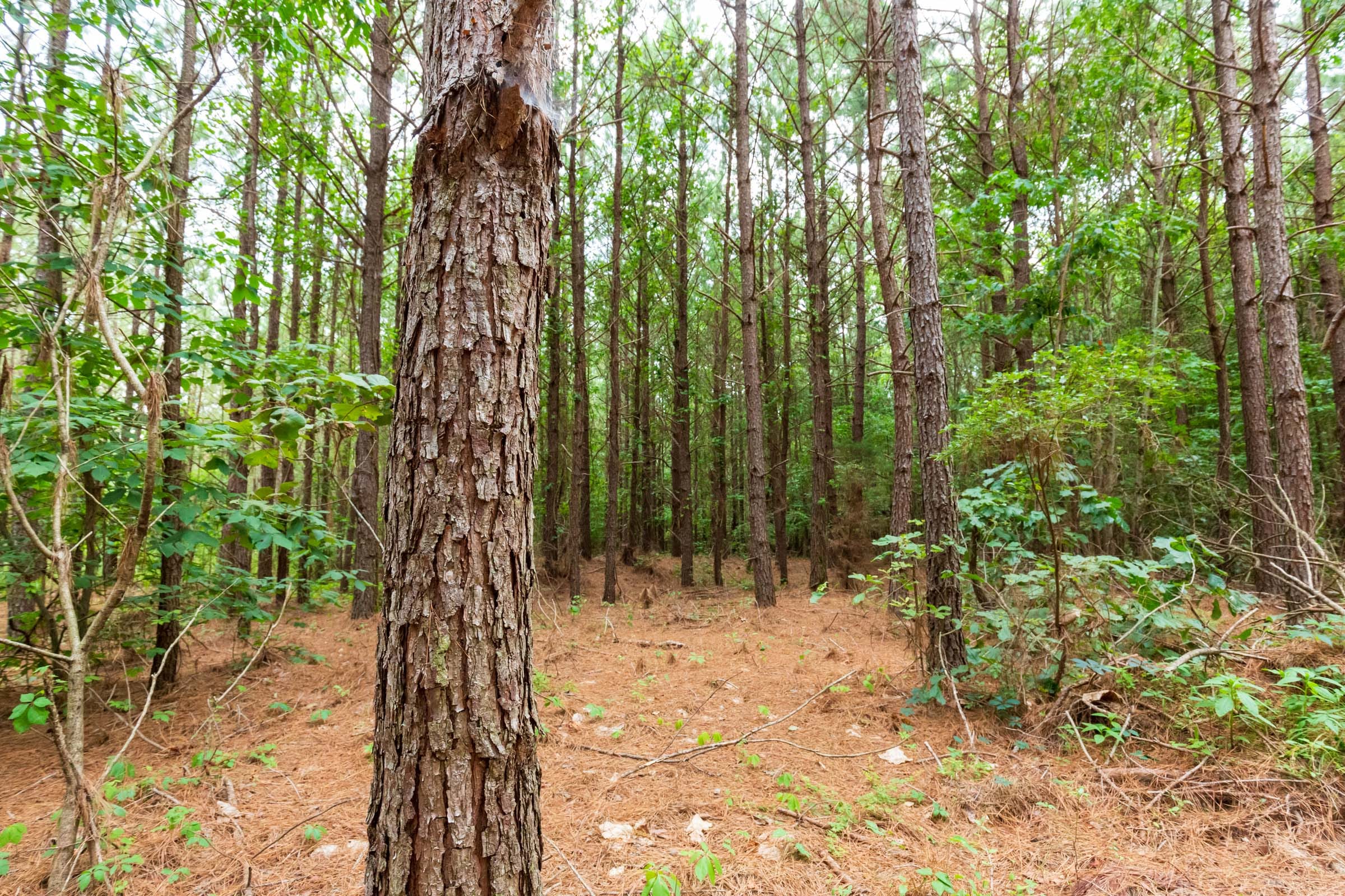 Whiskey Ridge Tract 86 photo 3