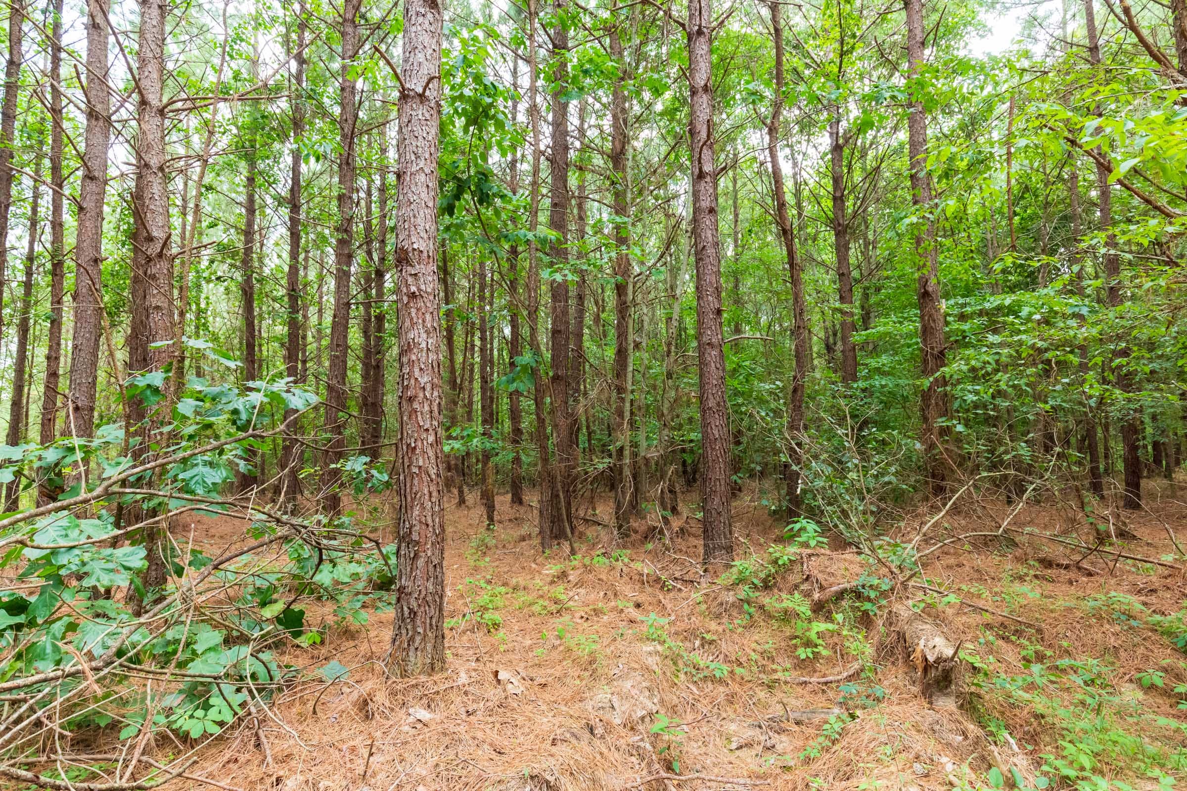 Whiskey Ridge Tract 86 photo 4