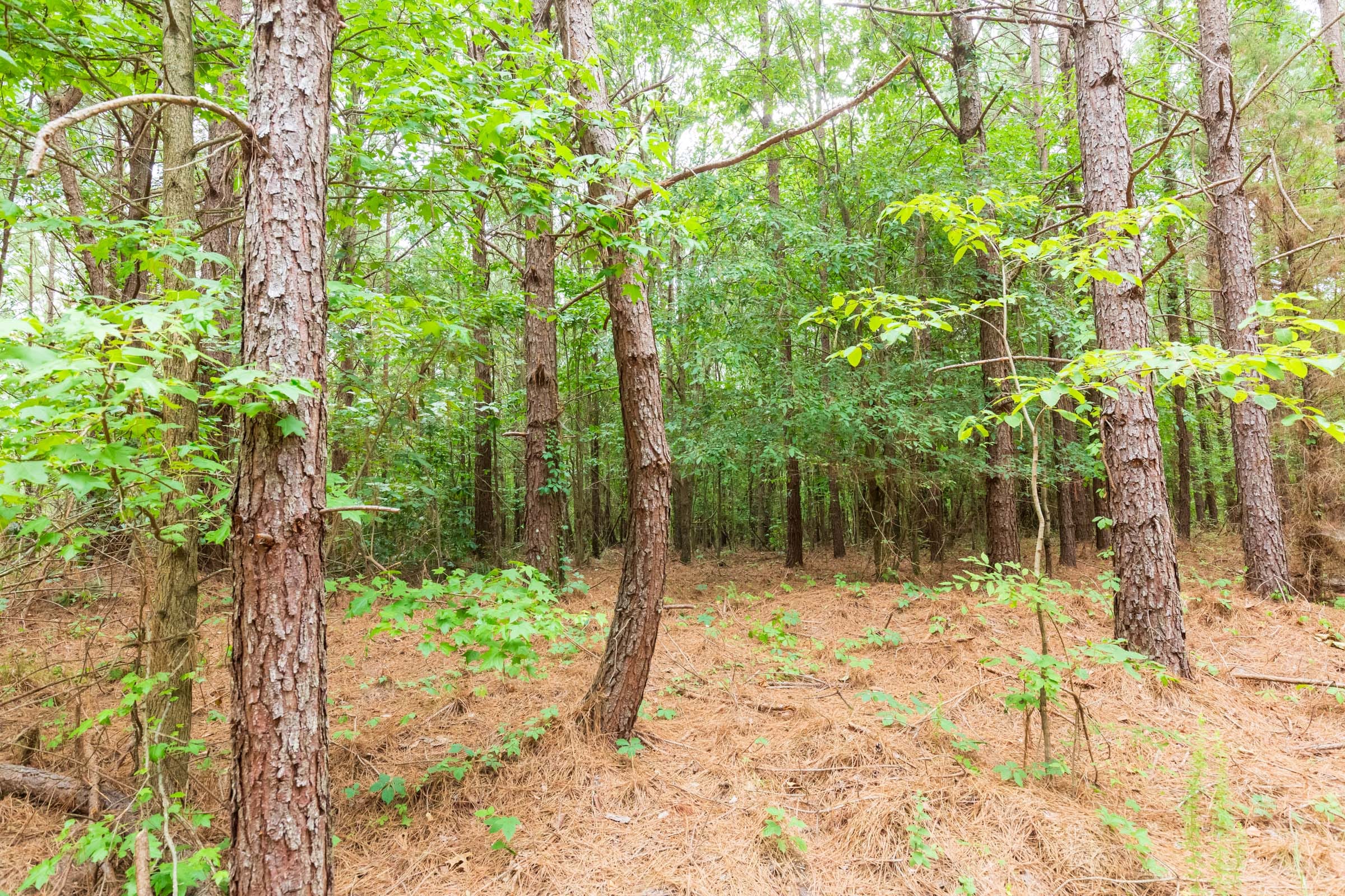 Whiskey Ridge Tract 86 photo 5
