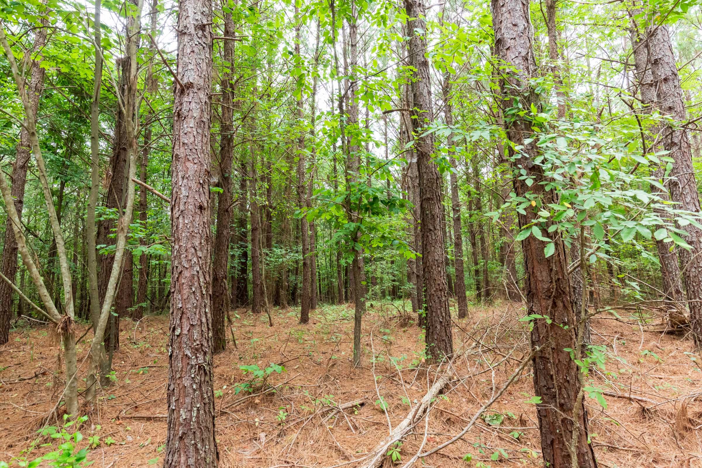 Whiskey Ridge Tract 86 photo 6