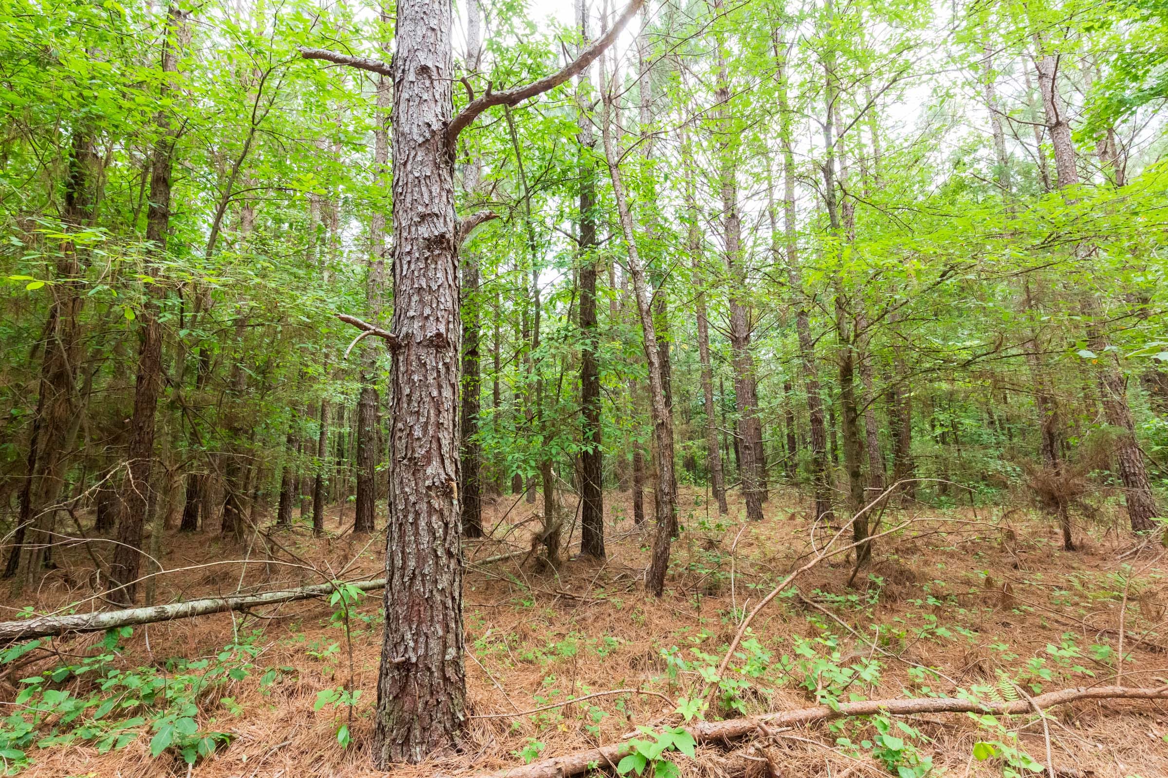 Whiskey Ridge Tract 86 photo 7