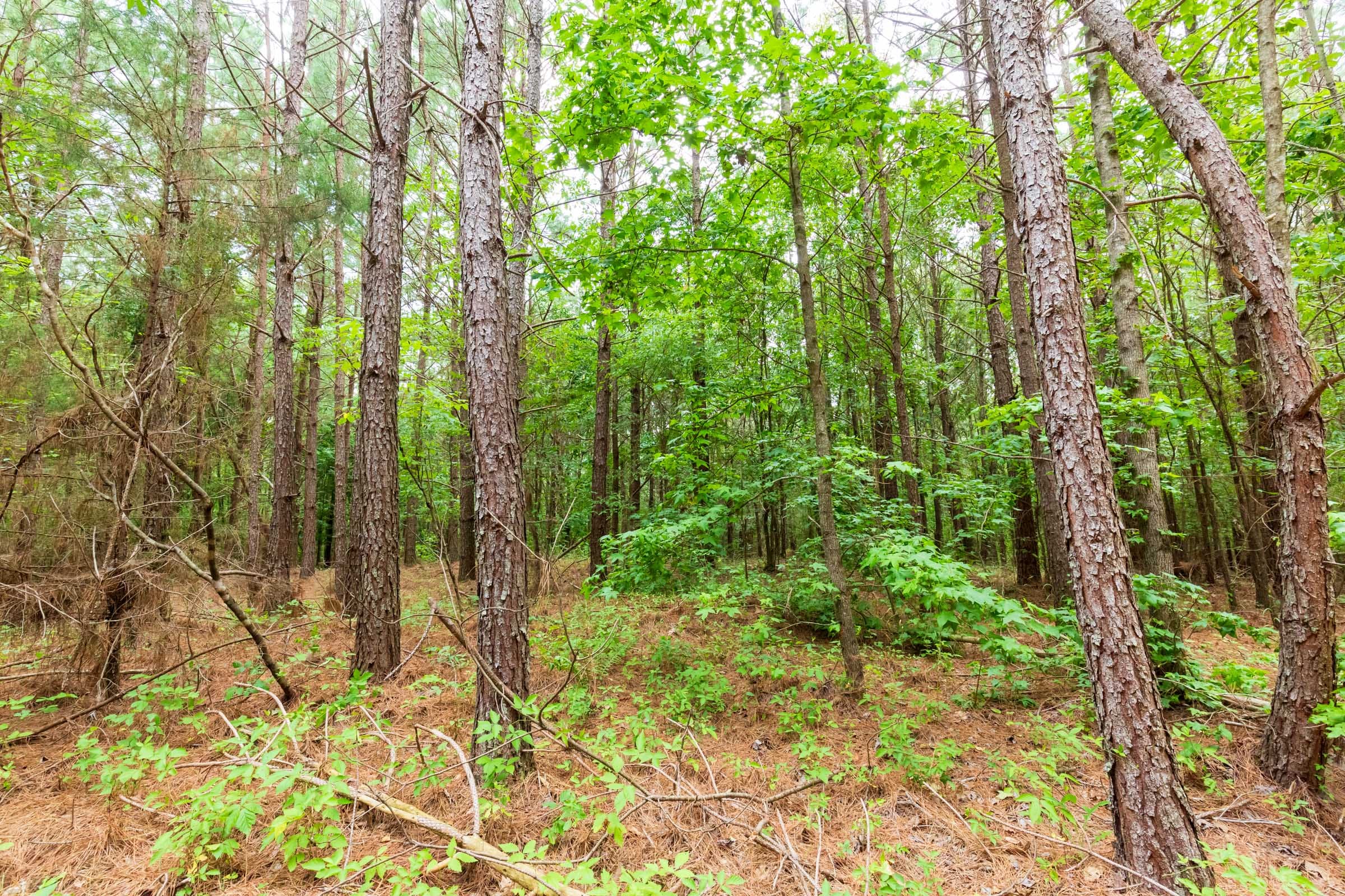 Whiskey Ridge Tract 86 photo 8