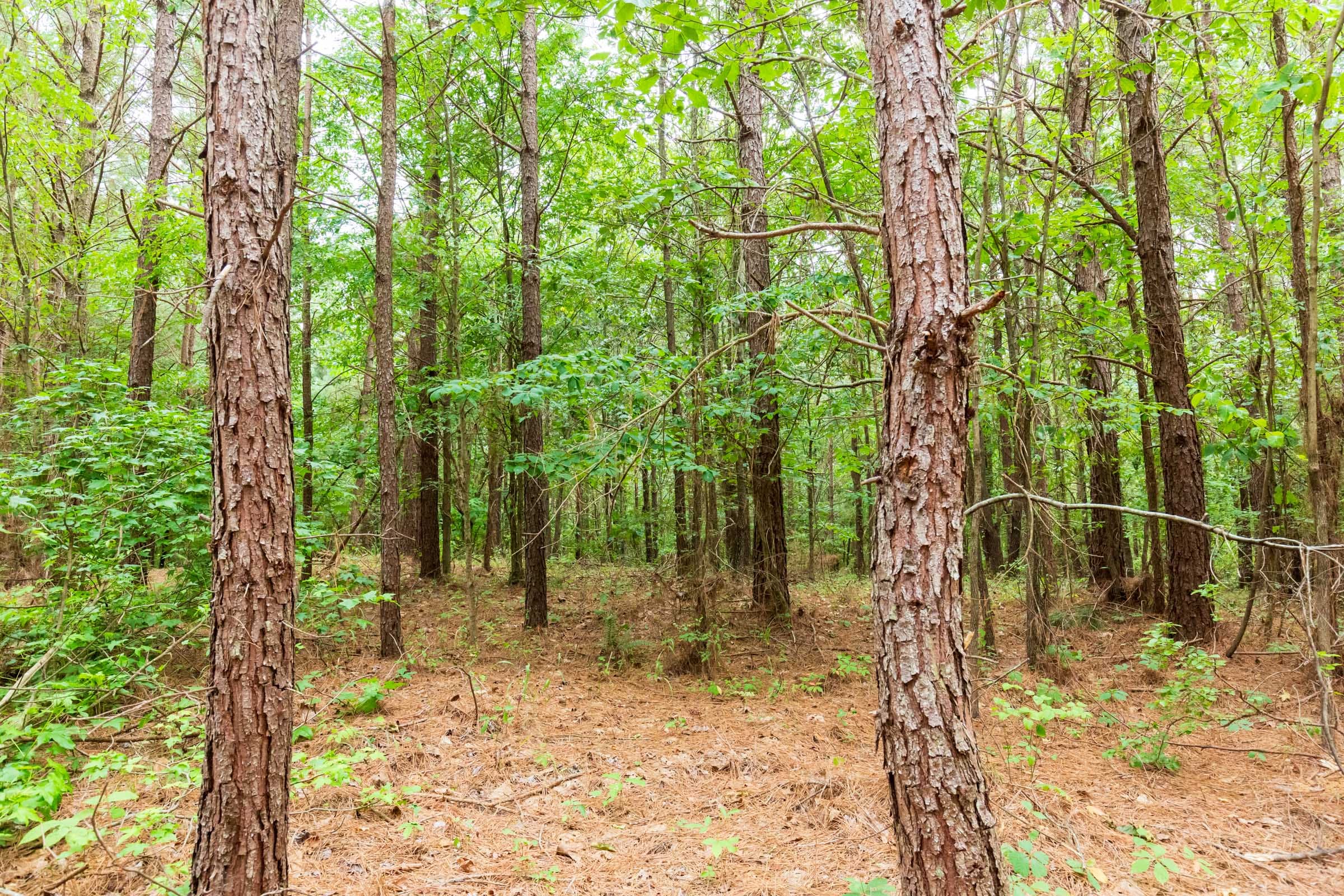 Whiskey Ridge Tract 86 photo 9