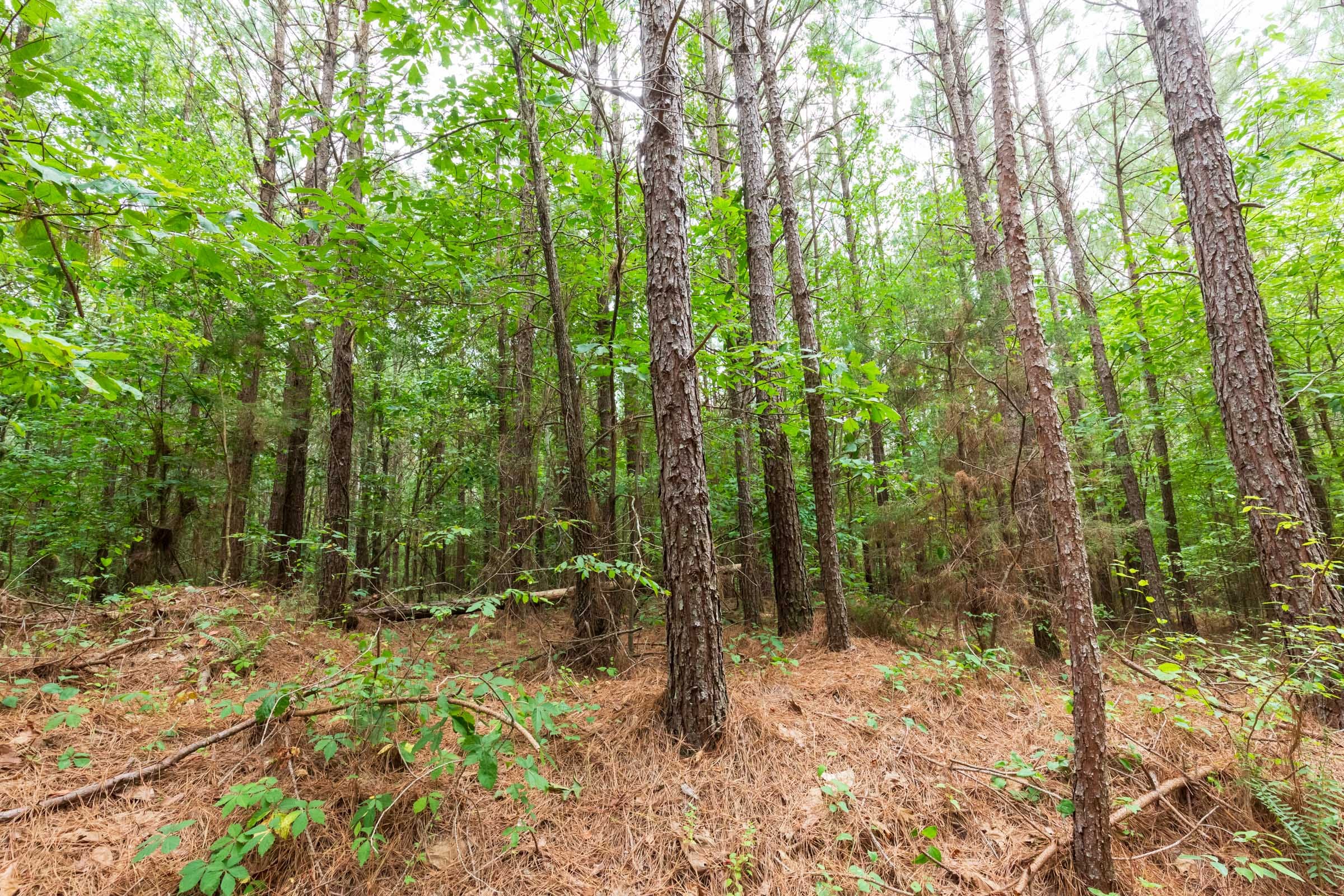 Whiskey Ridge Tract 86 photo 10