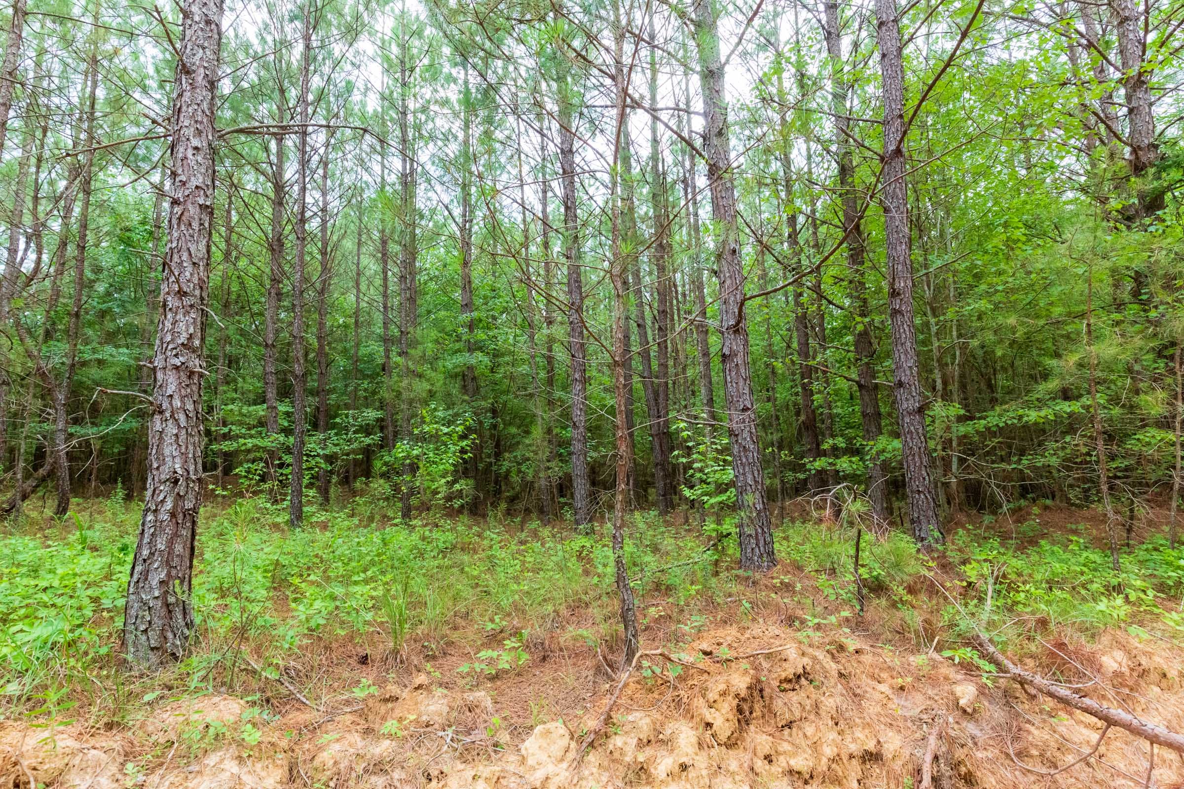 Whiskey Ridge Tract 86 photo 12
