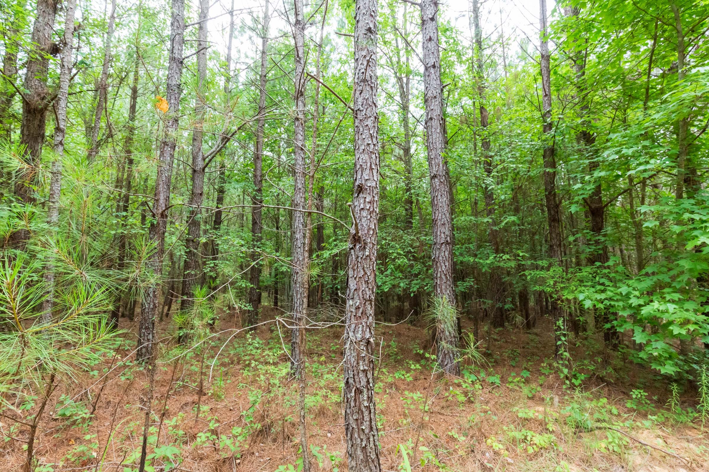 Whiskey Ridge Tract 86 photo 13