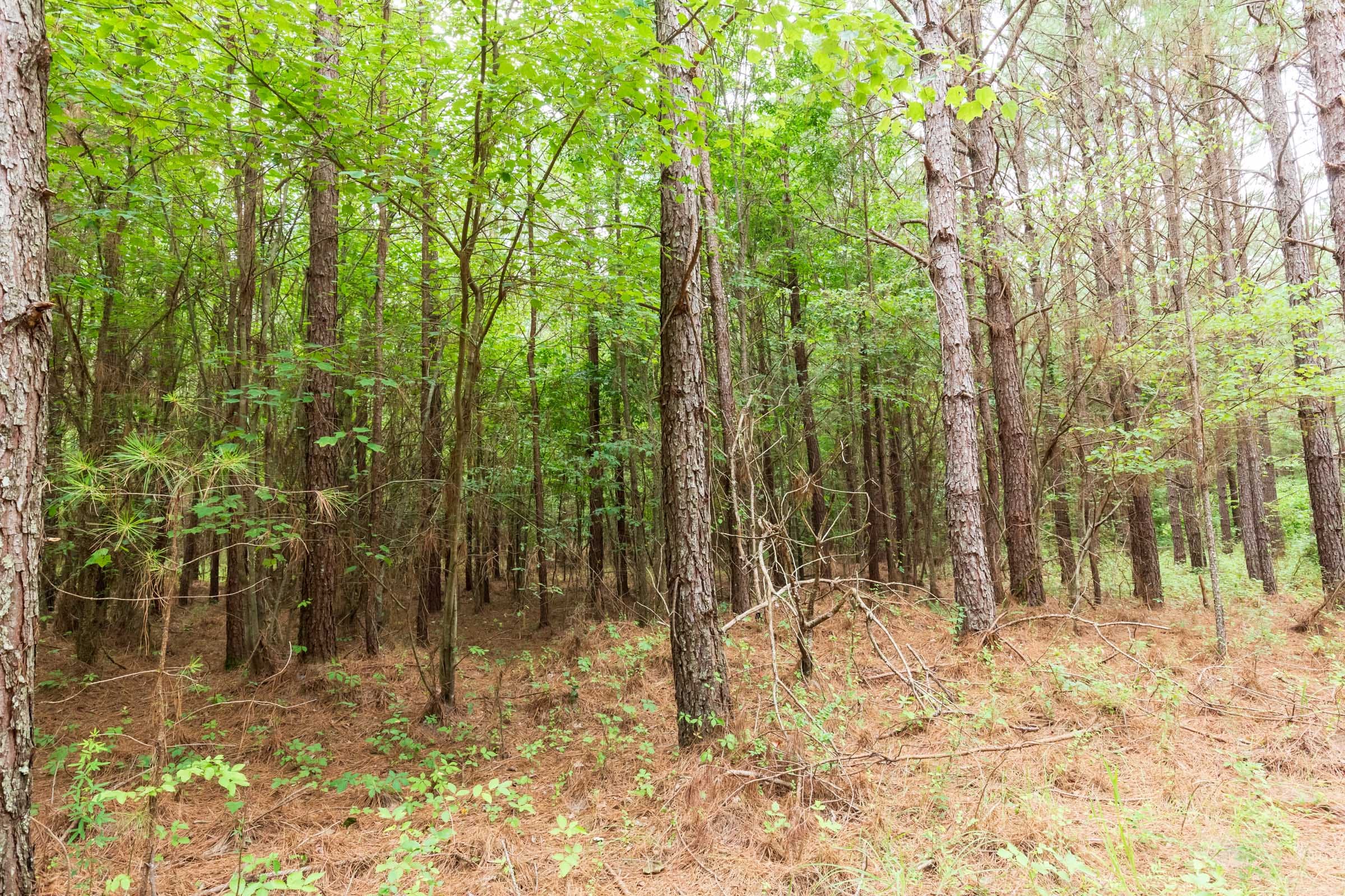 Whiskey Ridge Tract 86 photo 14