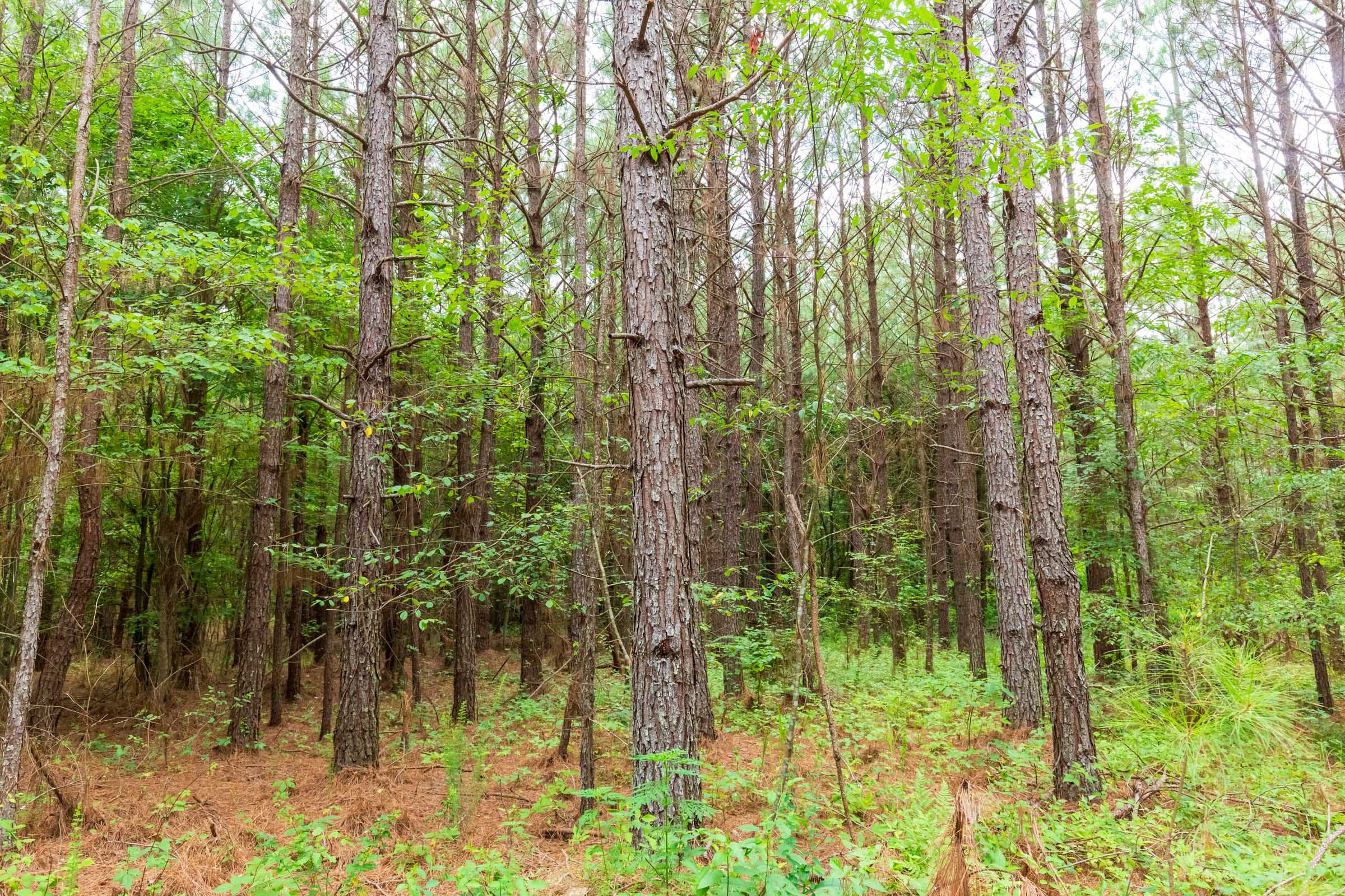 Whiskey Ridge Tract 86 photo 15