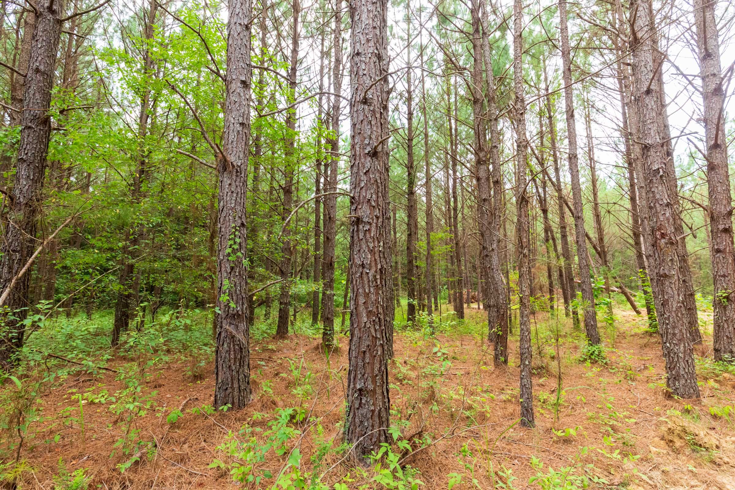 Whiskey Ridge Tract 86 photo 16