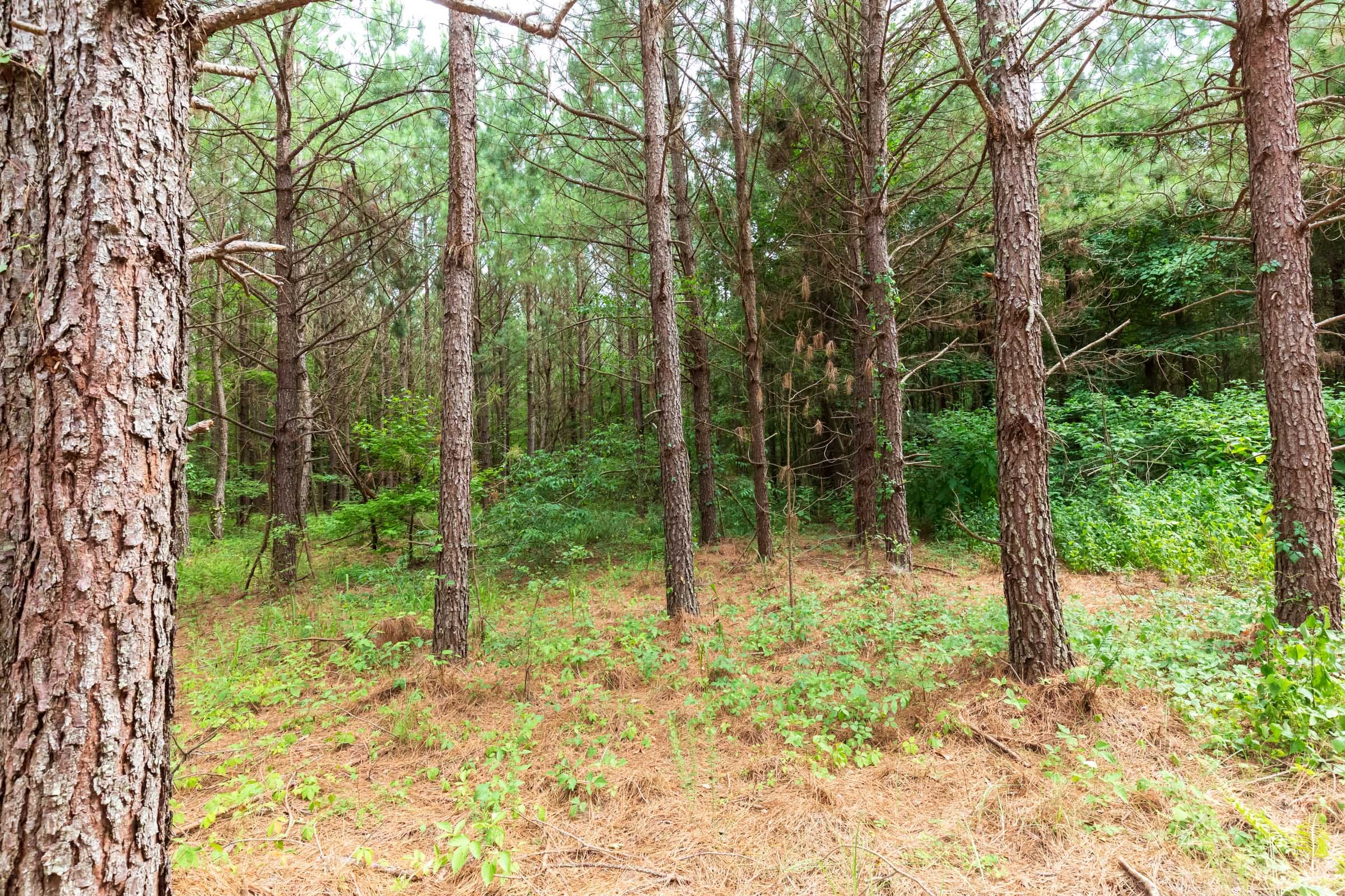 Whiskey Ridge Tract 86 photo 17