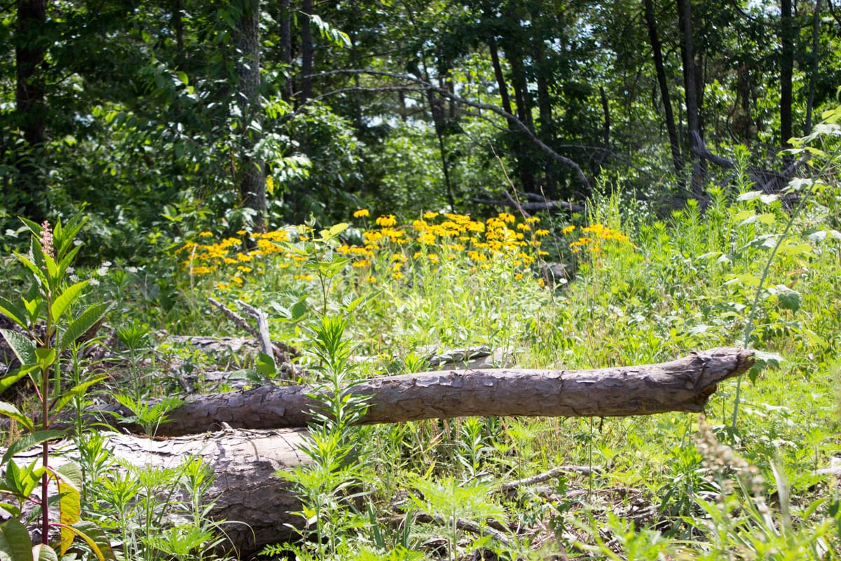 Timber Crossing Tract 29 photo 1
