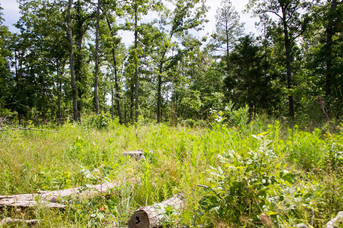Timber Crossing Tract 29 photo 4