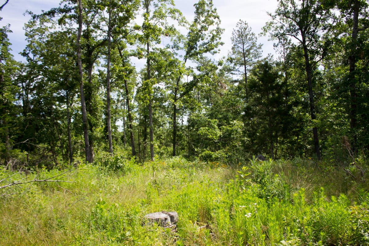 Timber Crossing Tract 29 photo 5
