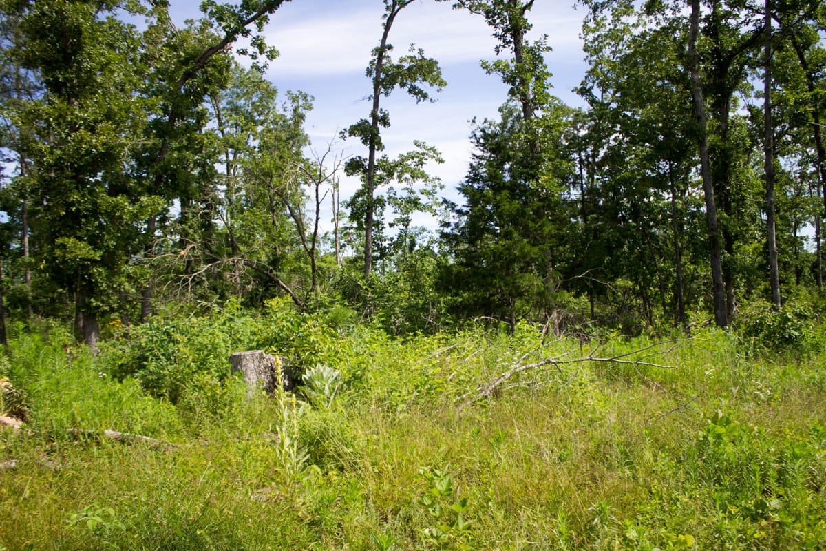 Timber Crossing Tract 29 photo 6