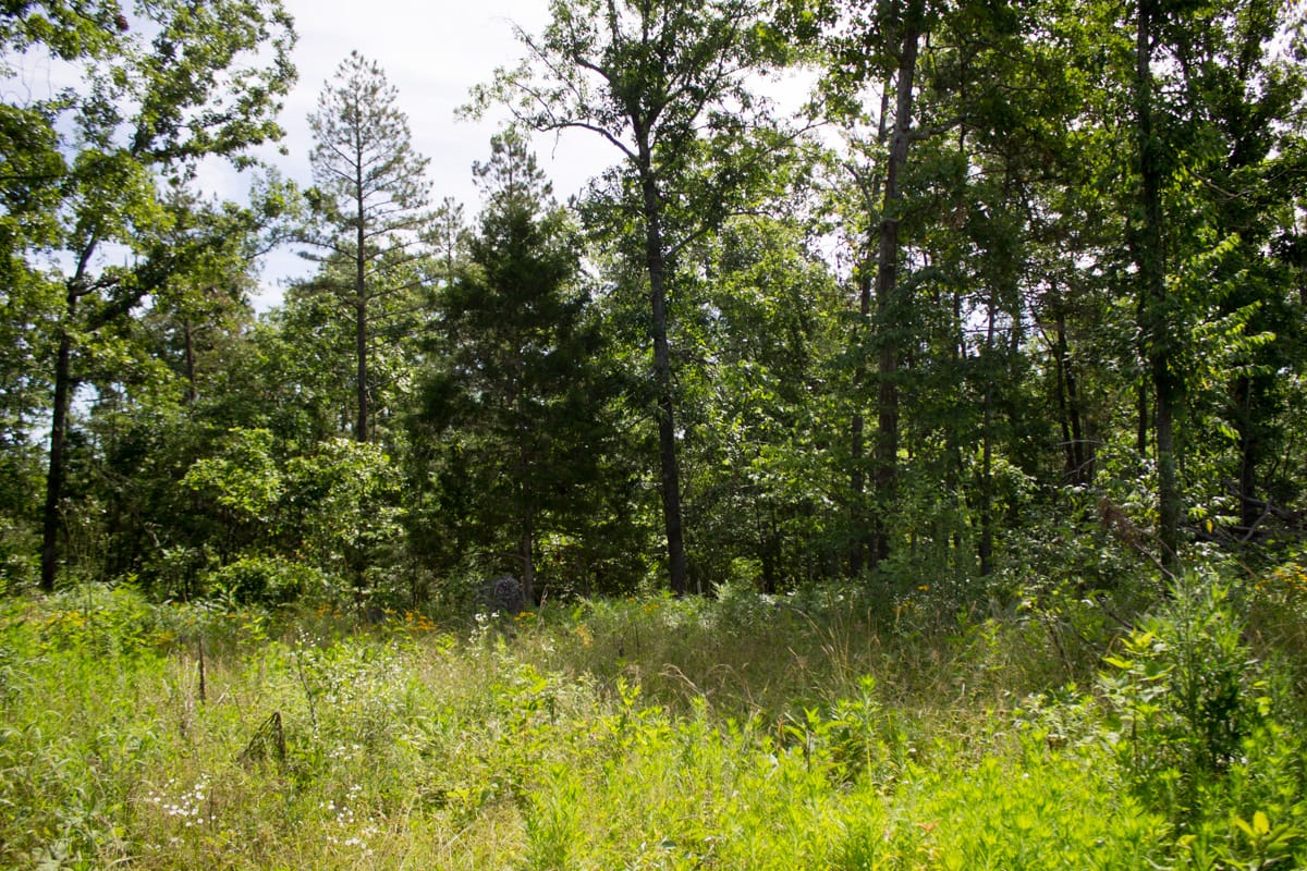 Timber Crossing Tract 29 photo 7