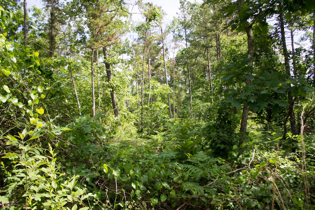 Timber Crossing Tract 29 photo 8