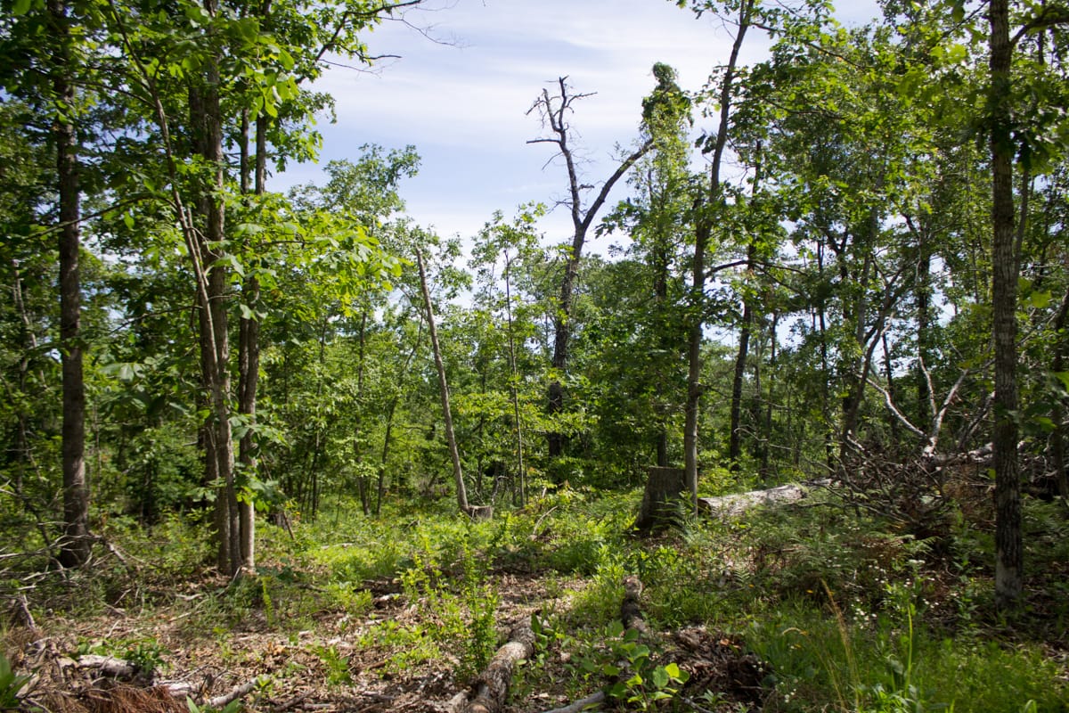 Timber Crossing Tract 29 photo 9