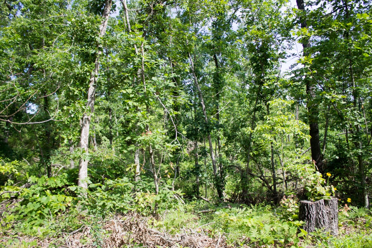 Timber Crossing Tract 29 photo 10