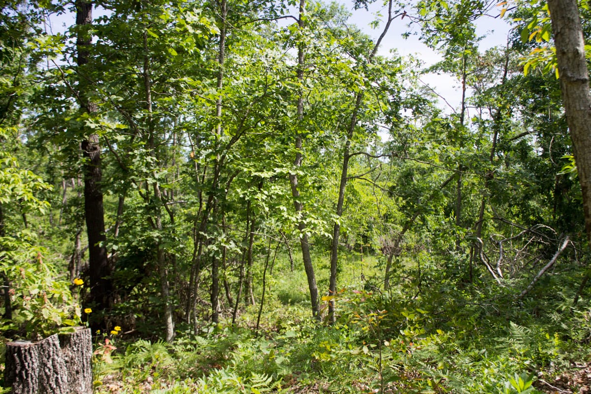 Timber Crossing Tract 29 photo 11