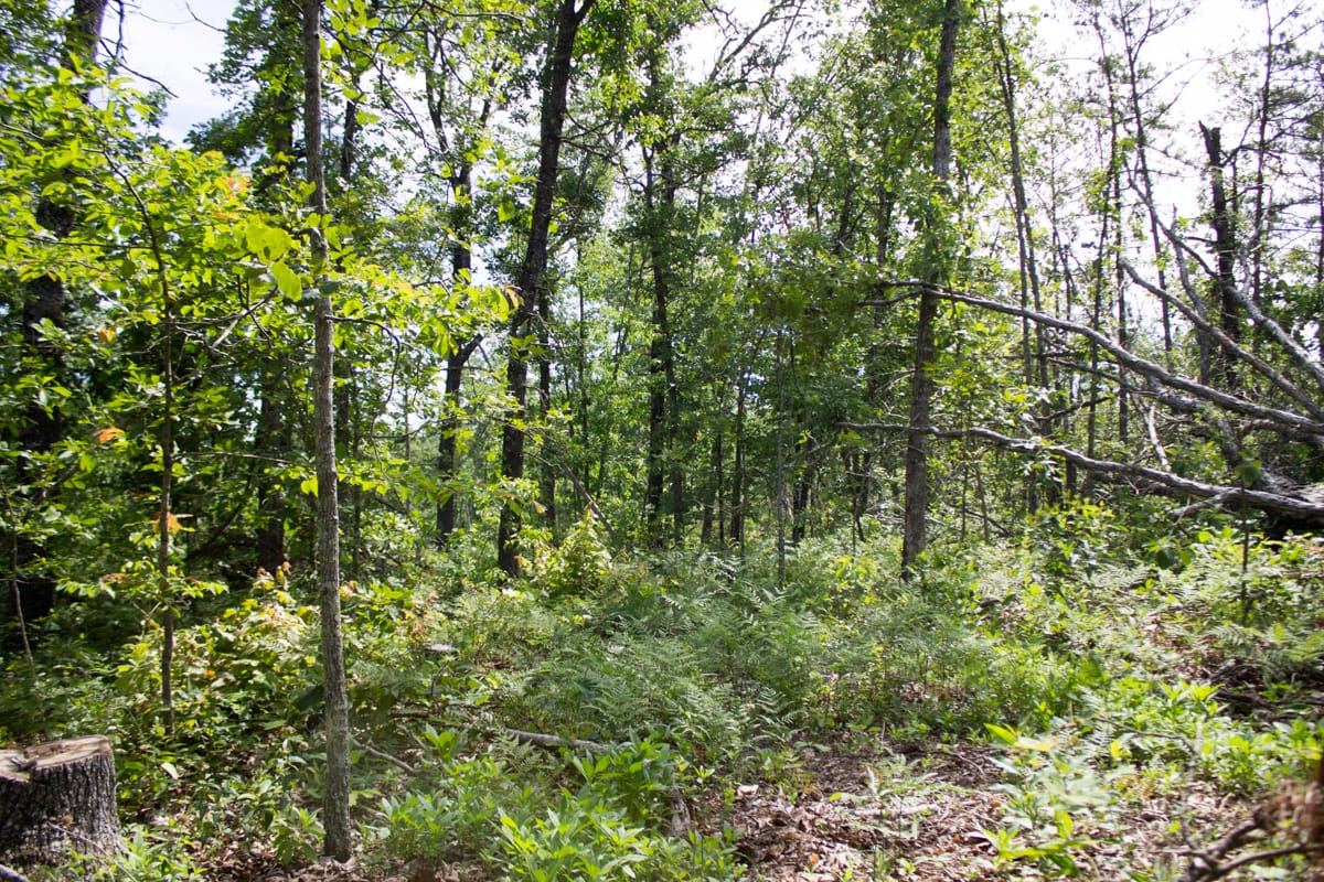 Timber Crossing Tract 29 photo 12