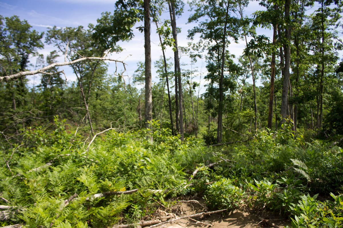 Timber Crossing Tract 29 photo 14