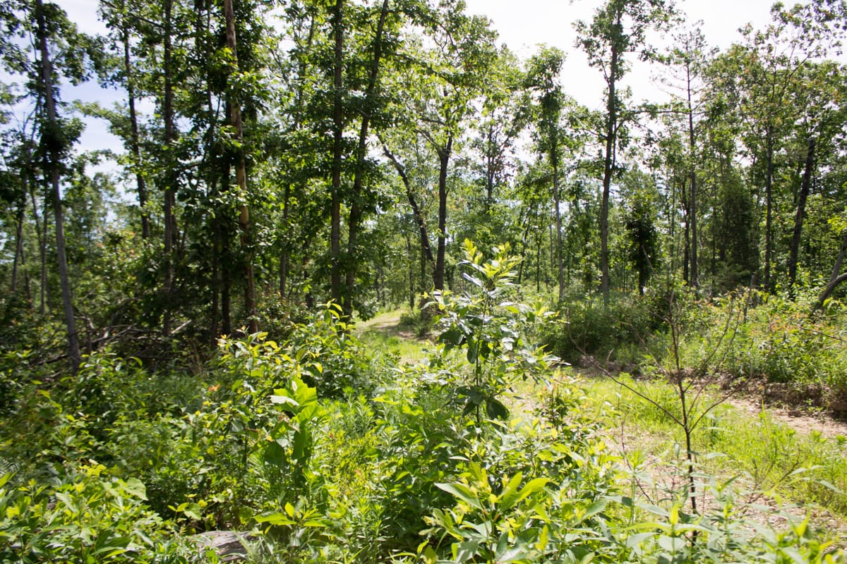 Timber Crossing Tract 29 photo 15