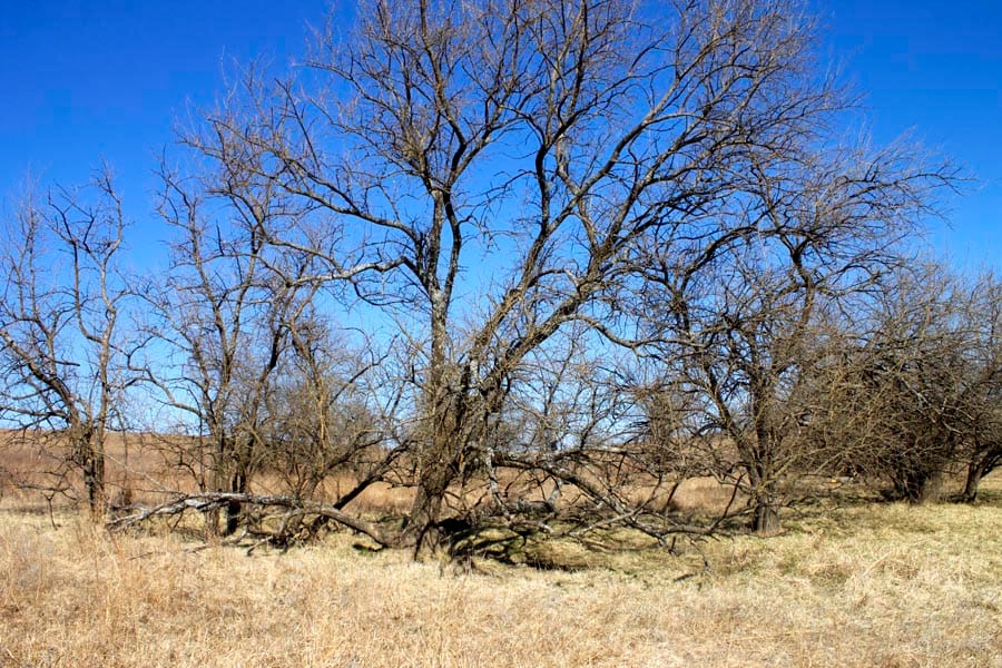 Cowboy Meadows Tract 23 photo 6