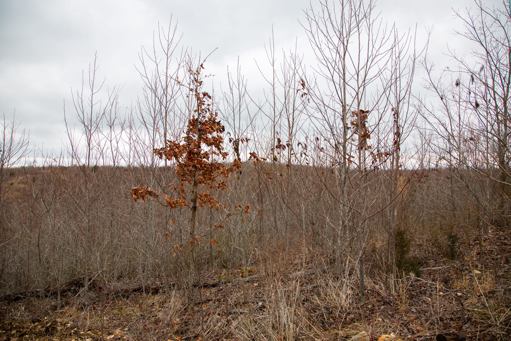 Southwind Ranch Tract 20 photo 15