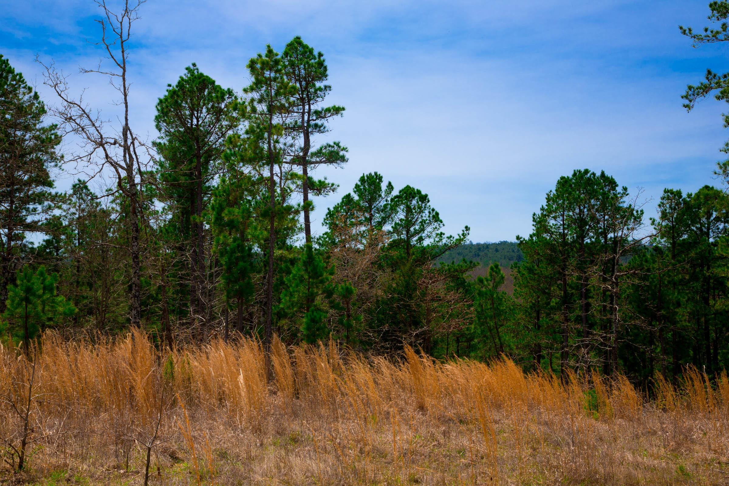 Stone Creek Phase II Tract 206 photo 10