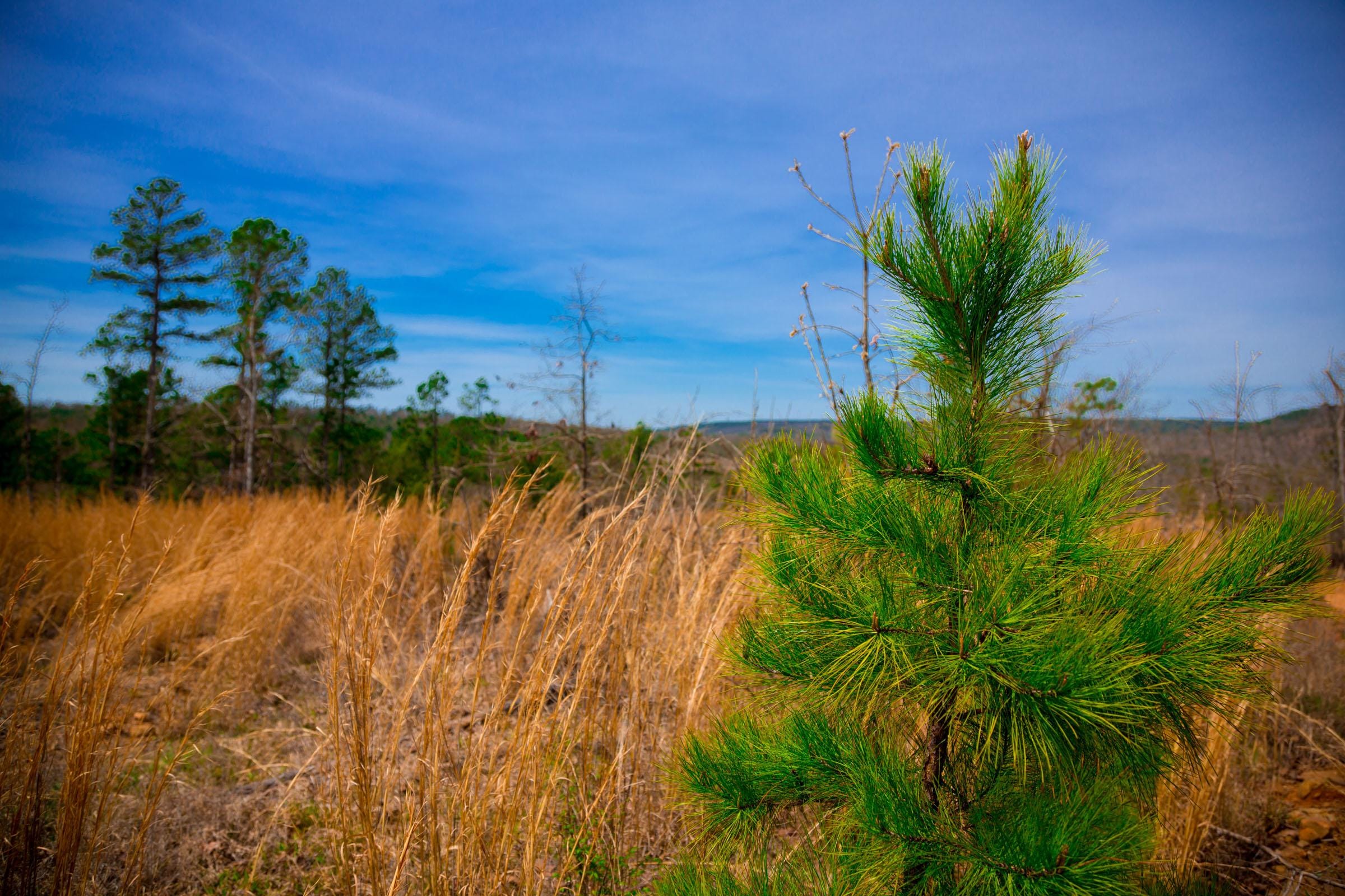 Stone Creek Phase II Tract 206 photo 13