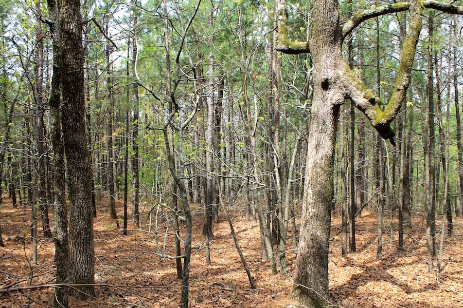 Trophy Ridge Phase III Tract 50 photo 2