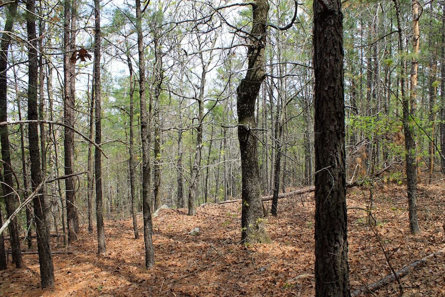 Trophy Ridge Phase III Tract 50 photo 3