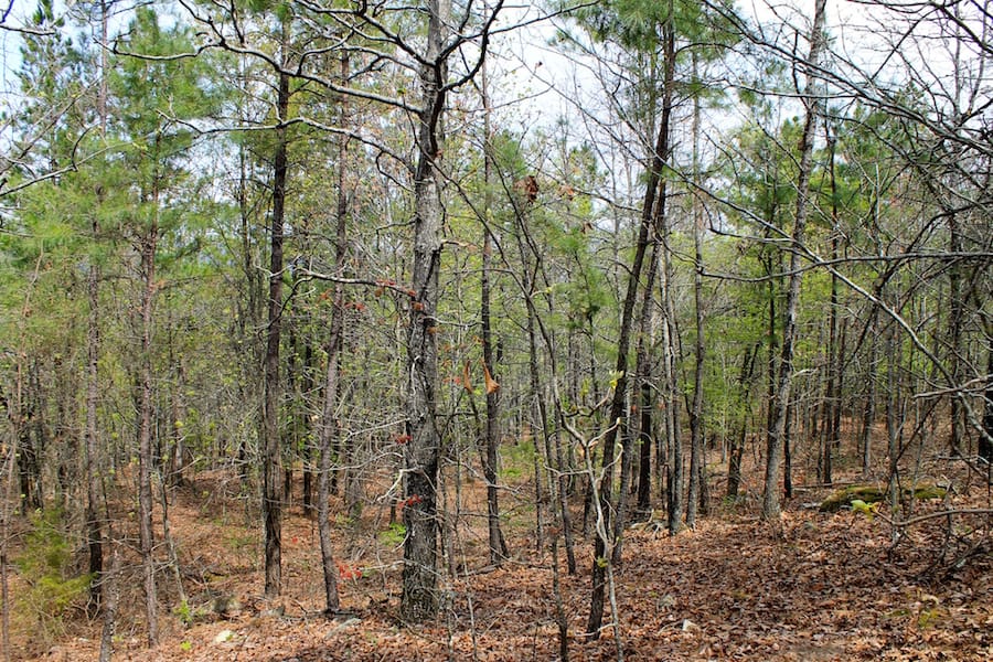 Trophy Ridge Phase III Tract 50 photo 4