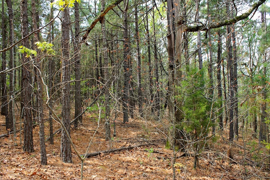 Trophy Ridge Phase III Tract 50 photo 5