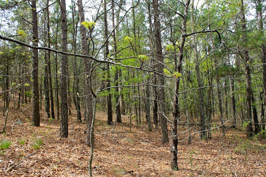 Trophy Ridge Phase III Tract 50 photo 6