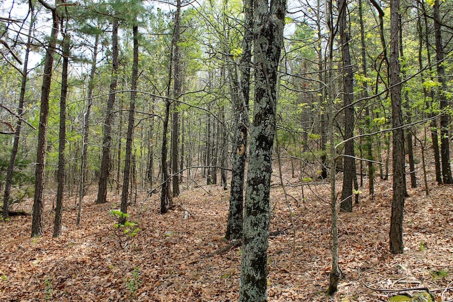 Trophy Ridge Phase III Tract 50 photo 8