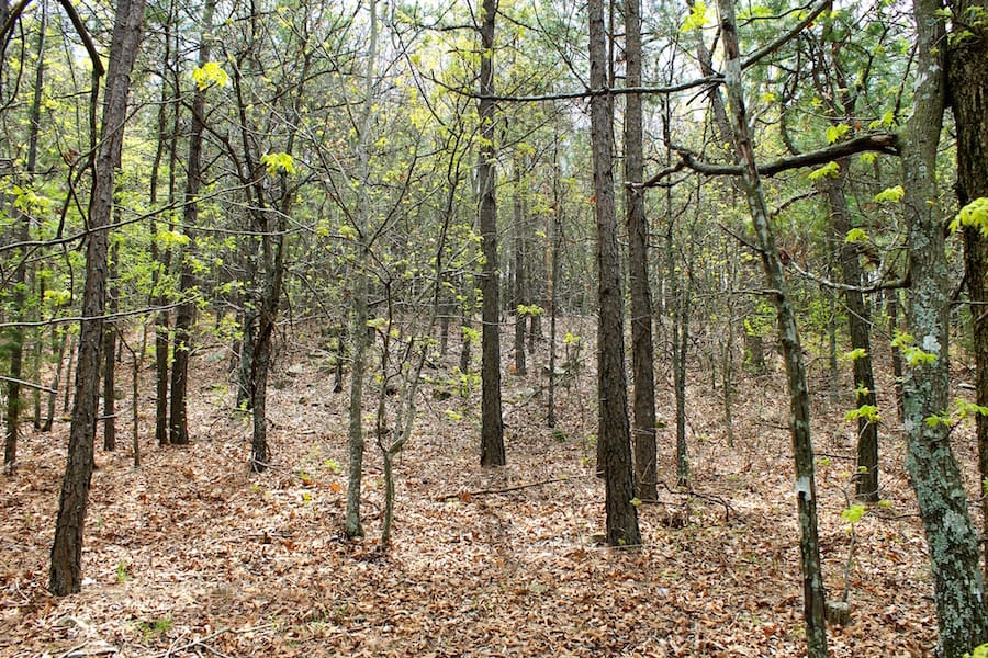 Trophy Ridge Phase III Tract 50 photo 9