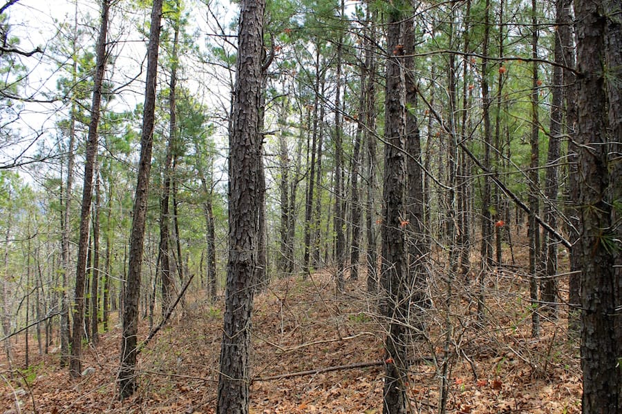 Trophy Ridge Phase III Tract 50 photo 10