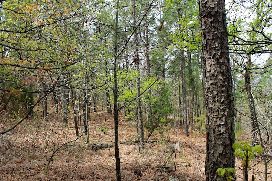 Trophy Ridge Phase III Tract 50 photo 11