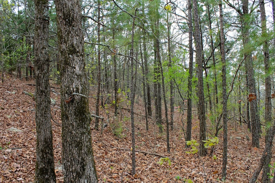 Trophy Ridge Phase III Tract 50 photo 12