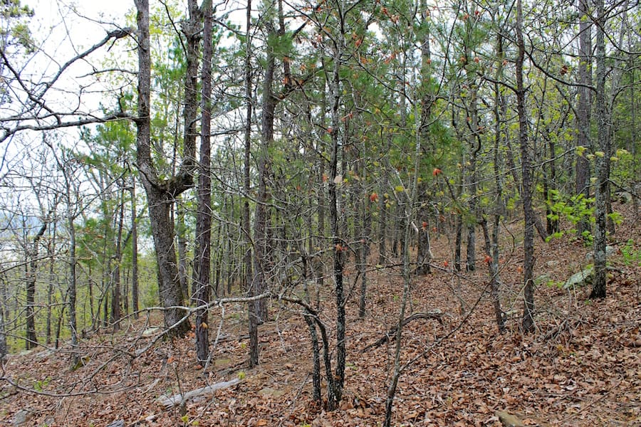 Trophy Ridge Phase III Tract 50 photo 13