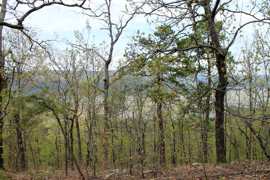 Trophy Ridge Phase III Tract 50 photo 14