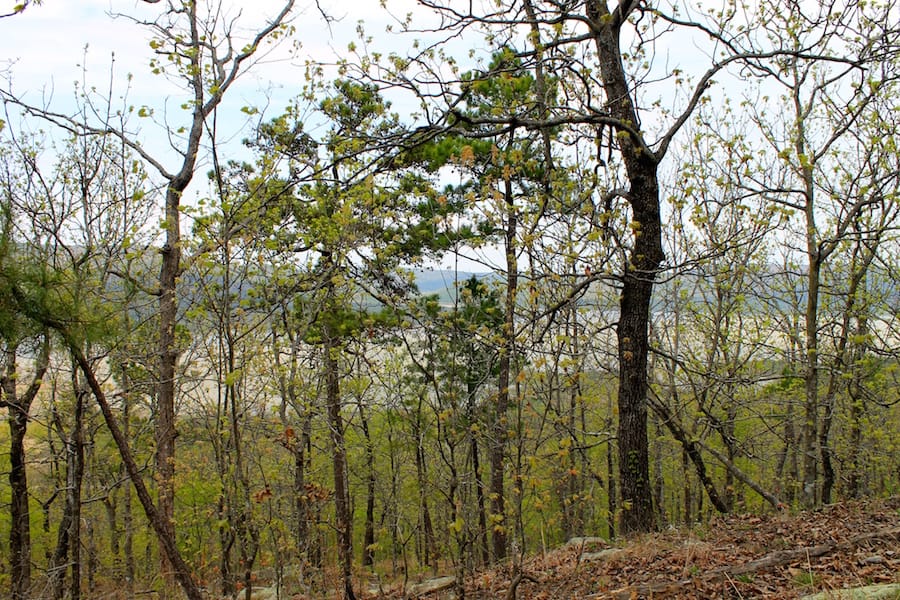 Trophy Ridge Phase III Tract 50 photo 15