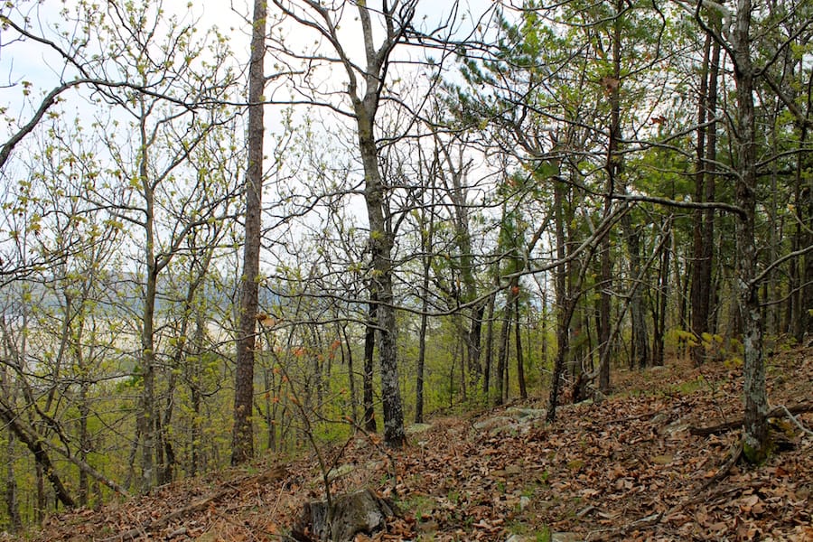 Trophy Ridge Phase III Tract 50 photo 16